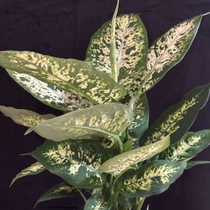 plantas1