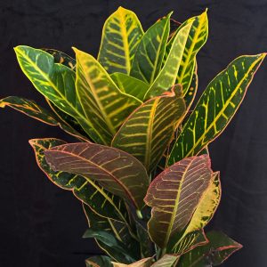 plantas2 (2)