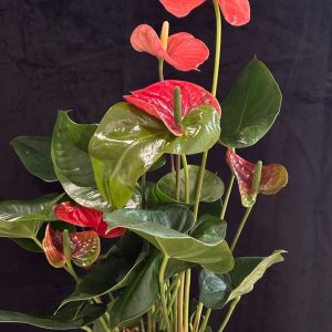plantas2
