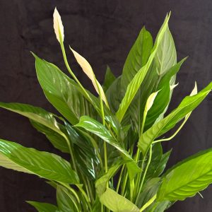 plantas3